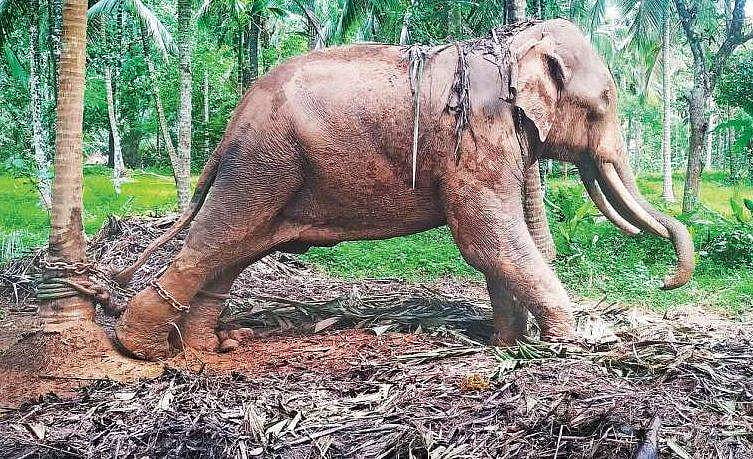 നിര്‍ബന്ധിച്ച് മദ്യം കുടിപ്പിച്ചു, 300 മൈല്‍ നടത്തിച്ചു, രാത്രിയില്‍ ഉറങ്ങാന്‍ അനുവദിക്കില്ല, തീറ്റ നല്‍കുന്നത് വറുത്ത ഭക്ഷണപദാര്‍ത്ഥങ്ങള്‍; 40 വയസുള്ള ആനയുടെ ദുരിതകഥ