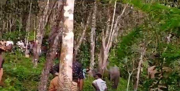 തടിപിടിക്കാന്‍ കൊണ്ടുവന്ന ആന ഇടഞ്ഞു; പാപ്പാനെ മുകളിലിരുത്തി പരക്കം പാച്ചില്‍; റാപ്പിഡ് ആക്ഷന്‍  ടീം എത്തി; തളയ്ക്കാന്‍ ശ്രമം