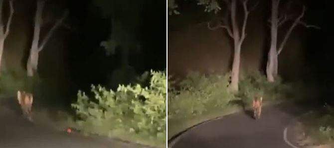രണ്ട് തവണ വെടിയേറ്റിട്ടും വീണില്ല; നാല് പേരെ കൊന്ന നരഭോജി കടുവയ്ക്കായി തിരച്ചിൽ (വീഡിയോ)