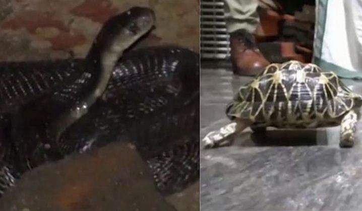 കിടപ്പുമുറിയിൽ നിന്ന് പത്തിവിടർത്തി ചാടി കരിമൂർഖൻ, നക്ഷത്ര ആമ; വെളളം കയറിയ വീട് വൃത്തിയാക്കുന്നതിനിടെ കണ്ടത് 