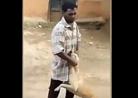 'സഹജീവി സ്‌നേഹം', നായയെ ഉപദ്രവിക്കുന്ന യുവാവിനെ കുത്തിവീഴ്ത്തി പശു- വീഡിയോ 