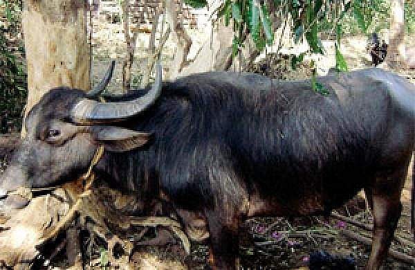 പാല്‍ കറക്കാന്‍ അനുവദിക്കുന്നില്ല; കര്‍ഷകന്‍ എരുമയുമായി പൊലീസ് സ്റ്റേഷനില്‍