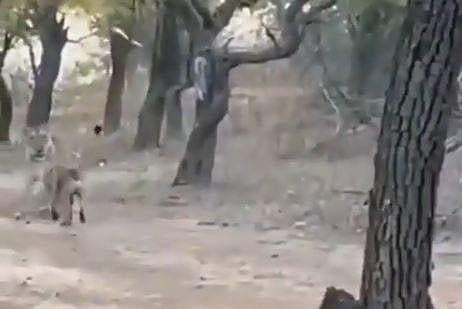 ആക്രമിക്കാന്‍ ഒരുങ്ങി സിംഹം, വിരട്ടിയോടിച്ച് നായ; 'അന്തംവിട്ട നില്‍പ്പ്'- വൈറല്‍ വീഡിയോ 