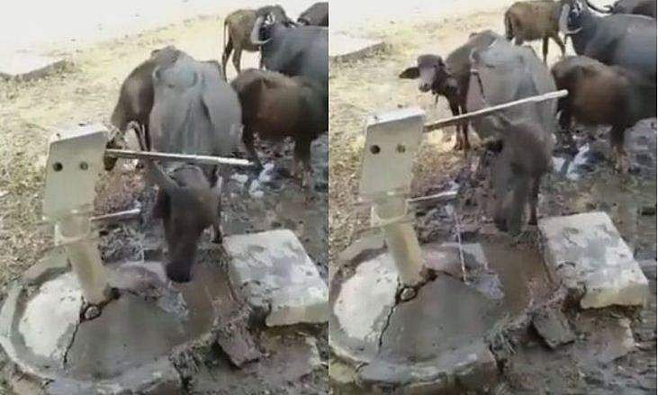 ആന മാത്രമല്ല, പോത്തും കിടുവാ!; ദാഹിച്ചുവലഞ്ഞപ്പോൾ സ്വന്തമായി പമ്പ് ചെയ്ത് വെള്ളം കുടിക്കുന്ന വിഡിയോ വൈറൽ 