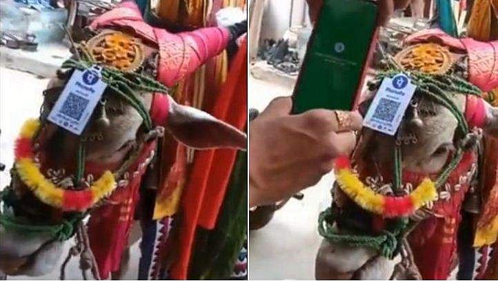 'ഡിജിറ്റൽ ഇന്ത്യ'- കാള വരെ ഹൈടെക്ക്! നേർച്ച സ്വീകരിക്കാൻ തലയിൽ ക്യുആർ കോഡ് (വീഡിയോ)