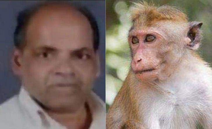 കുരങ്ങിനെ ഓടിക്കുന്നതിനിടെ ടെറസ്സിൽ നിന്ന് വീണു; 75കാരൻ മരിച്ചു 