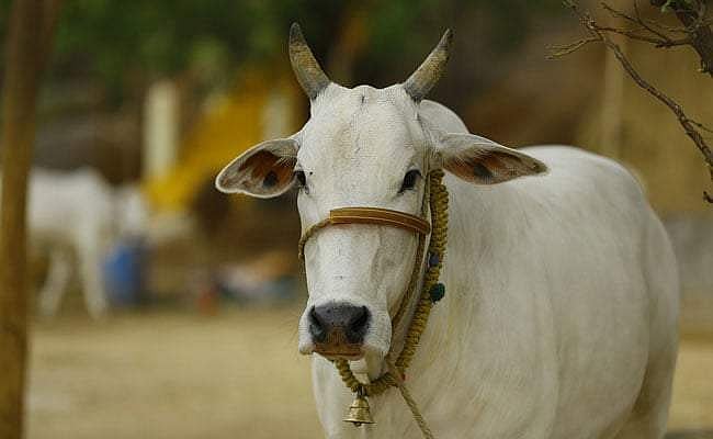 പൂജയ്ക്കിടെ പശു വിഴുങ്ങിയത് 80,000 രൂപയുടെ സ്വർണ മാല! ശസ്ത്രക്രിയ