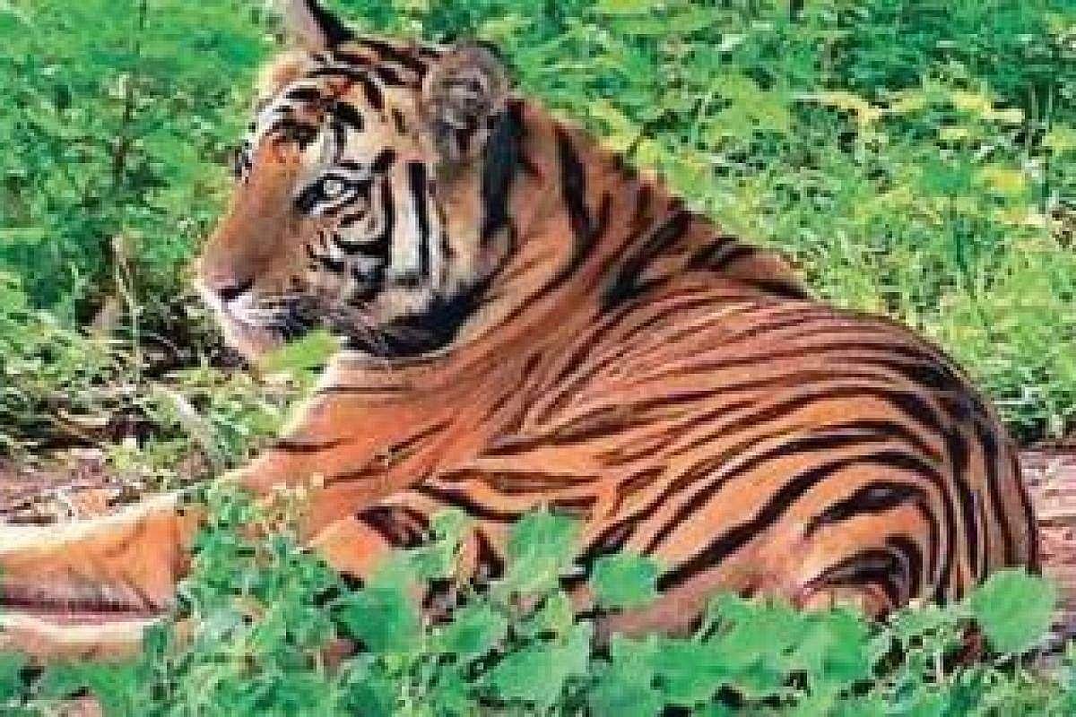 കുറുക്കന്മൂലയിലെ കടുവയെ തിരയാന് ആനകളും; കുട്ടികള്ക്ക് സ്കൂളില് പോകാന് പൊലീസ് സംരക്ഷണം, രാത്രി പുറത്തിറങ്ങരുതെന്ന് നിര്ദേശം