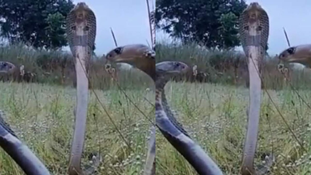 പത്തിവിടര്ത്തി കൊത്താന് ഒരുങ്ങി മൂന്ന് രാജവെമ്പാലകള്, ഭയപ്പെടുത്തുന്ന കാഴ്ച - വീഡിയോ