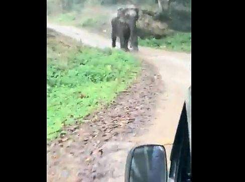 ക്യാമറയില്‍ പകര്‍ത്തുന്നത് പ്രകോപിപ്പിച്ചു; വാഹനത്തിന്റെ വേഗത കൂട്ടി, വിടാതെ പിന്നാലെ പാഞ്ഞ് കാട്ടാന - വീഡിയോ