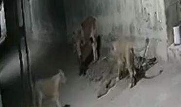 തെരുവില്‍ വളഞ്ഞ് രണ്ടു സിംഹങ്ങള്‍, കാളയുടെ പോരാട്ടം; ഗുജറാത്തില്‍ നിന്നുള്ള ദൃശ്യം