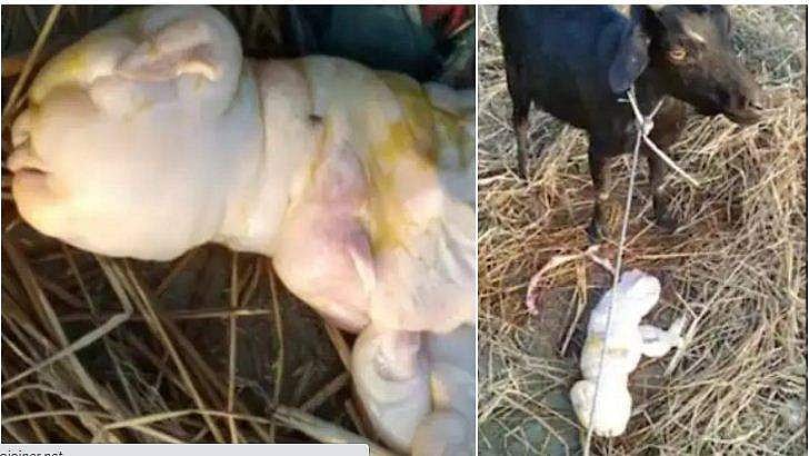 മനുഷ്യന്റേതിന് സാമ്യമുള്ള കണ്ണുകളും മൂക്കും വായും; വിചിത്ര ആട്ടിൻകുട്ടി പിറന്നു; അമ്പരപ്പ് വിട്ടുമാറാതെ നാട്ടുകാർ