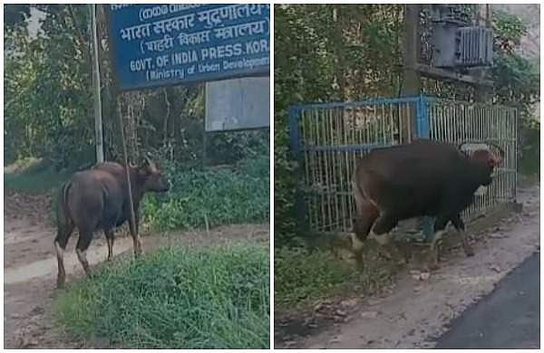 കൊരട്ടിയില് ഭീതി പരത്തി കാട്ടുപോത്ത്; നാട്ടുകാരും ഫോറസ്റ്റ് ഉദ്യോഗസ്ഥരും പിന്നാലെ, മയക്കുവെടി വെക്കാന് നീക്കം (വീഡിയോ)