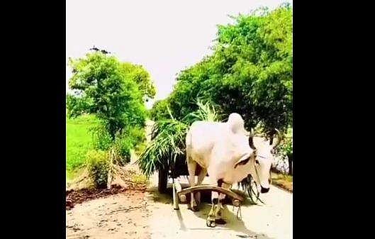 കാളയുടെ 'ആത്മനിര്‍ഭര്‍', പരസഹായമില്ലാതെ നുകമെടുത്ത് കഴുത്തിലൂടെ ഇട്ട് വണ്ടിയോട്ടം- വീഡിയോ 