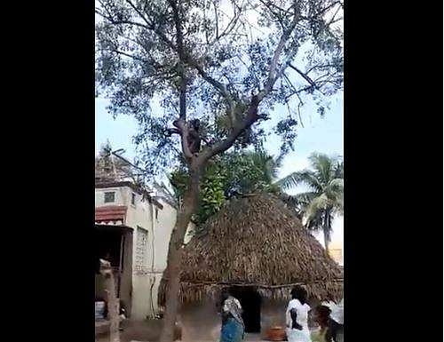 വാക്‌സിനെടുക്കാന്‍ ഉദ്യോഗസ്ഥരെത്തി; മരത്തിന് മുകളില്‍ കയറി യുവാവ്, വീഡിയോ വൈറല്‍