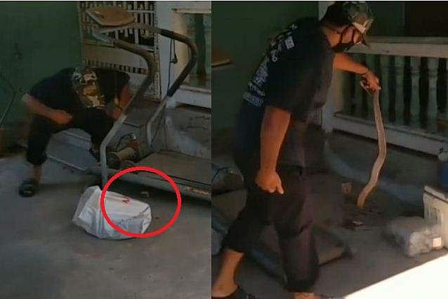 എലിയെ പിടിക്കാനെത്തി ട്രെഡ്മില്ലിൽ കുടുങ്ങി കൂറ്റൻ മൂർഖൻ പാമ്പ്, വിഡിയോ 