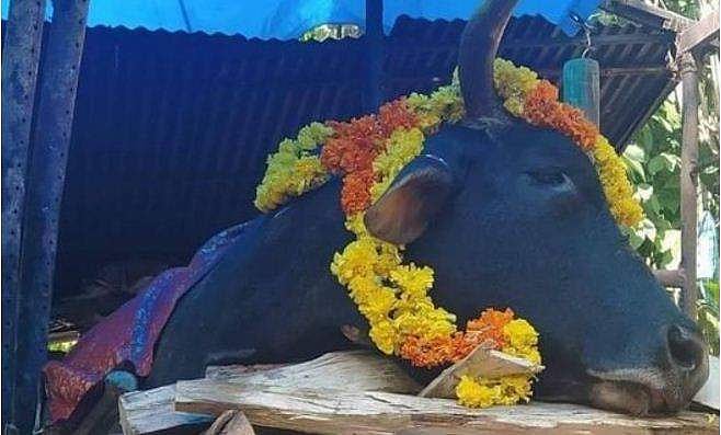 അയ്യപ്പ ഭക്തരെ കാണാൻ കാളകെട്ടിയിൽ ഇനി 'നന്ദികേശൻ' ഇല്ല, മരണാനന്തര കർമ്മങ്ങൾ ഏറ്റുവാങ്ങി വിടപറച്ചിൽ