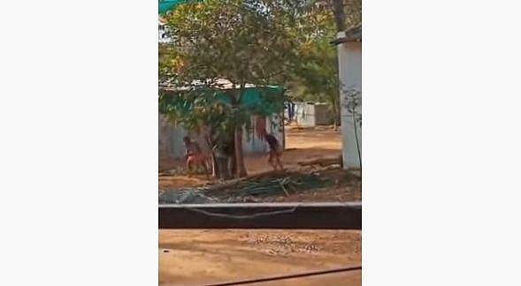 ആനയ്ക്ക് നേരെ വീണ്ടും ക്രൂരത, മരത്തില്‍ കെട്ടി തല്ലിച്ചതച്ചു, വേദന കൊണ്ട് പുളഞ്ഞു; പാപ്പാന്മാര്‍ അറസ്റ്റില്‍ ( വീഡിയോ)