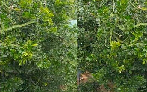 മരത്തില്‍ നിറയെ പച്ചില പാമ്പുകള്‍; ഇഴഞ്ഞുനീങ്ങുന്ന ദൃശ്യങ്ങള്‍ വൈറല്‍