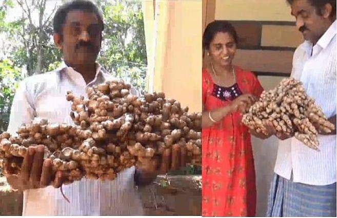 മണ്ണ് തന്ന വിളവ്; അഞ്ച് കിലോ ഭാരമുള്ള ഭീമൻ ഇഞ്ചി 