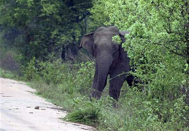 റോഡിന് നടുവില്‍ നിലയുറപ്പിച്ച് ഒറ്റയാന്‍; കാട്ടാനയുടെ ചവിട്ടേറ്റ് ബൈക്ക് യാത്രിക കൊല്ലപ്പെട്ടു
