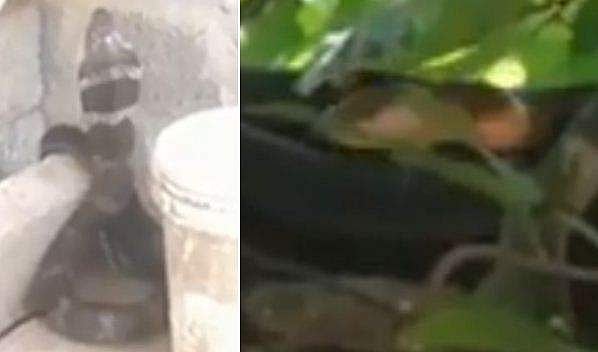 കണ്ടത് കാർ പോർച്ചിൽ, ആള് കൂടിയപ്പോൾ സുരക്ഷ തേടി മരത്തിന് മുകളിൽ; വീട്ടുകാരെ ഭീതിയിലാഴ്ത്തിയ രാജവെമ്പാല ഒടുവിൽ പിടിയിൽ
