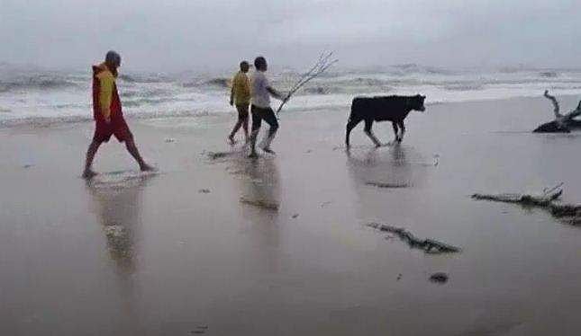 കടൽത്തീരത്ത് അടിഞ്ഞത് ജീവനുള്ള പശു; ഞെട്ടൽ, തടിച്ചുകൂടി സന്ദർശകർ 