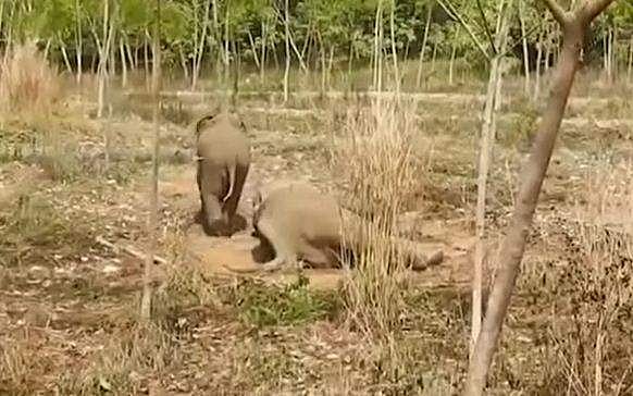 തളർന്നുവീണ അമ്മയാനയ്ക്ക് കാവലായി കുട്ടിയാന, വൈദ്യസംഘത്തെ വിരട്ടിയോടിച്ചു; പിന്നെ സംഭവിച്ചത് ( വീഡിയോ)