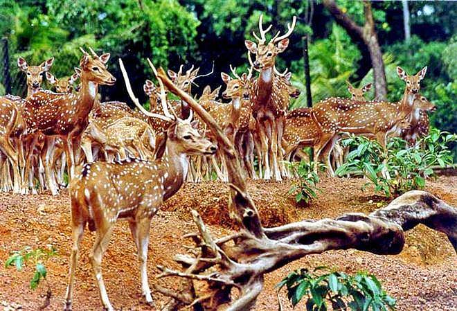 പുള്ളിമാന്‍ ഓടിക്കയറിയത് കടയിലേക്ക്, ചില്ലു വാതിൽ തകർത്ത് തിരിച്ചോടി