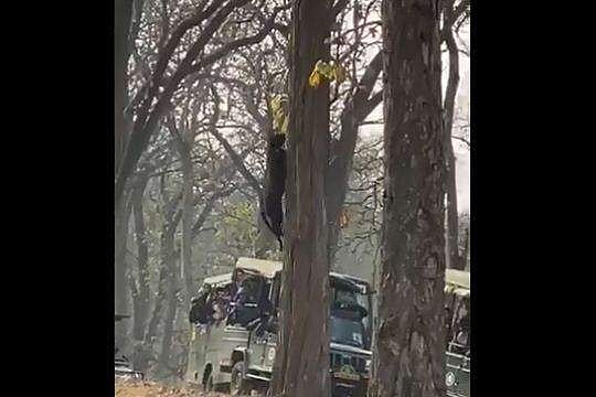 ആകാശംമുട്ടെയുള്ള മരത്തിലേക്ക് അതിവേഗം പാഞ്ഞുകയറി കരിമ്പുലി; അമ്പരന്ന് വിനോദസഞ്ചാരികള്‍ (വീഡിയോ)
