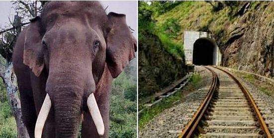 റെയിൽവേ തുരങ്കത്തിൽ കാട്ടാന കയറി; അരക്കിലോമീറ്റർ അകലെ ട്രെയിൻ; ഒടുവിൽ സംഭവിച്ചത്