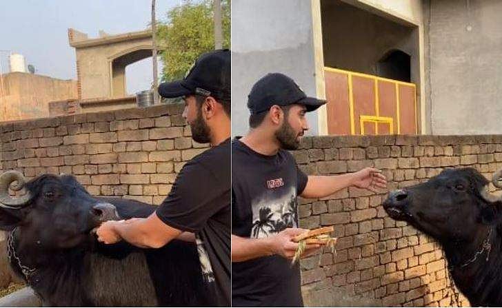 പുല്ലും കാടിയും മാത്രമല്ല സാന്‍ഡ് വിച്ചും ആകാം; പോത്തിനായി ഒരു സ്‌പെഷ്യല്‍ ഫുഡ്, റെസിപ്പി പറഞ്ഞ് വിഡിയോ 