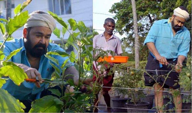 മുണ്ടുമടക്കിക്കുത്തി കൃഷിചെയ്യാനിറങ്ങി മോഹൻലാൽ, വീട്ടിലെ പച്ചക്കറി തോട്ടത്തിൽ നിന്ന് വിളവെടുത്ത് താരം; വിഡിയോ