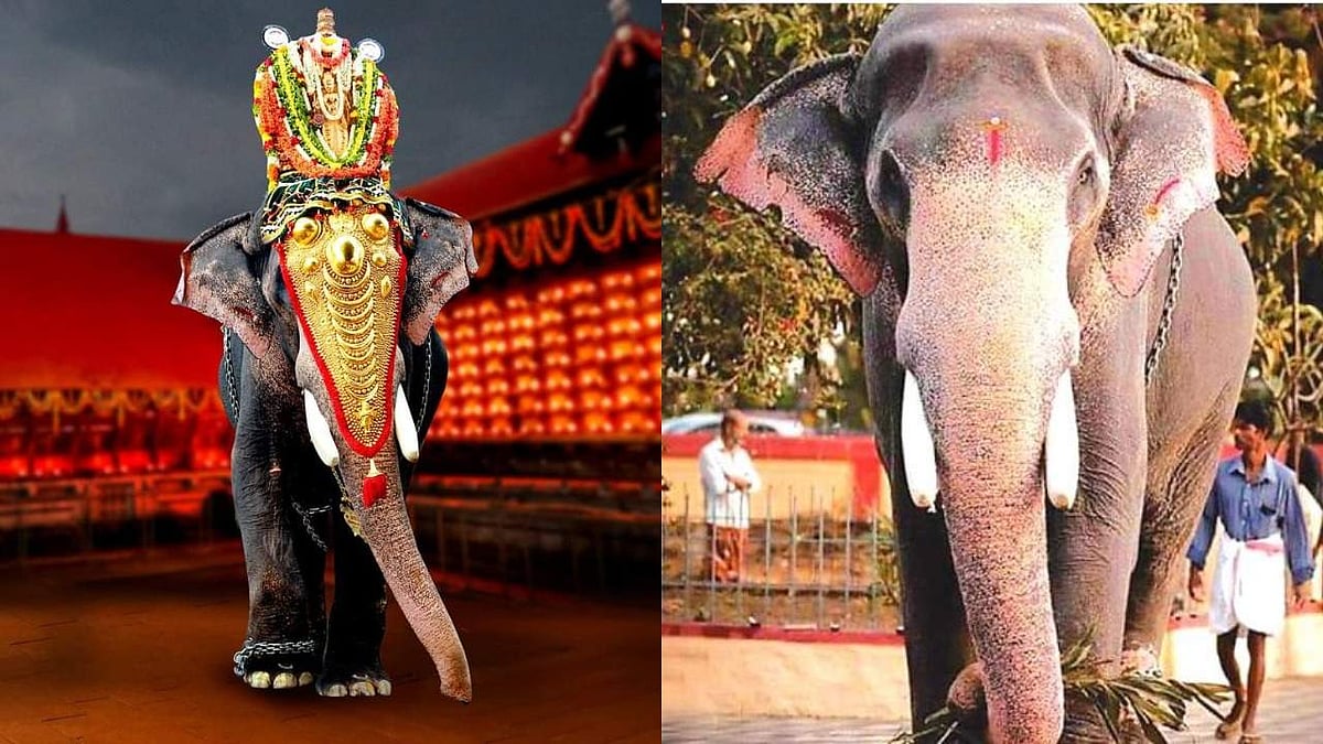 ഇനി അമ്പലപ്പുഴ കൃഷ്ണന്റെ തിടമ്പേറ്റാന്‍ ഇല്ല; ഗജരാജന്‍ വിജയകൃഷ്ണന് വിട
