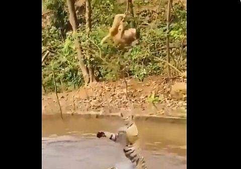 കടുവകളെ 'കുരങ്ങ് കളിപ്പിച്ച്' കുരങ്ങന്‍; കണ്ണ് മിഴിച്ചുപോകും ഈ വീഡിയോ 