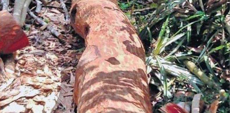 മുട്ടിൽ മരം മുറി; അന്വേഷണ സംഘത്തിൽ നിന്ന് മാറ്റിയ ഡിഎഫ്ഒ ധനേഷ് കുമാറിനെ തിരിച്ചെടുത്തു; അധിക ചുമതല