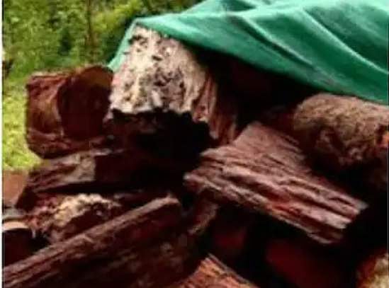 ഇടുക്കിയിൽ മരം മുറിച്ച് കടത്തിയ സംഭവം; സിപിഐ നേതാവ് അടക്കം മൂന്ന് പേർക്കെതിരെ കേസ്