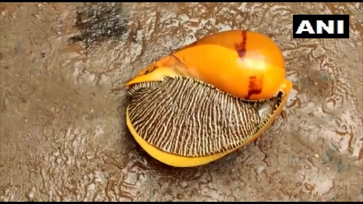 തീരത്തടിഞ്ഞത് ഭീമന്‍ ഒച്ച്, ലേലത്തില്‍ വിറ്റത് 18,000 രൂപയ്ക്ക്; വിശേഷങ്ങള്‍