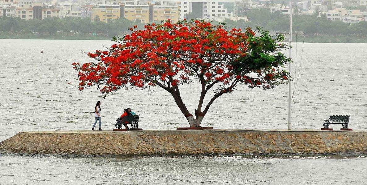 ഓക്‌സിജന്‍ പുറത്തുവിട്ടുകൊണ്ടിരിക്കുന്ന, ആ മാനസികരോഗി നമ്മള്‍ കരുതുന്നതുപോലെ മരങ്ങളല്ല; പരിസ്ഥിതി ദിന ചിന്തകള്‍