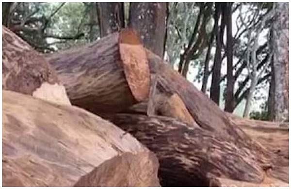 മുട്ടില്‍ മരംകൊള്ള; തടി കടത്താന്‍ ഉപയോഗിച്ച ലോറി കസ്റ്റഡിയില്‍ 