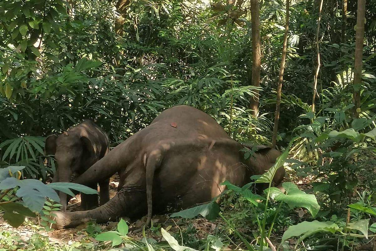 സംസ്ഥാനത്ത് ആന്ത്രാക്‌സും ; ആനക്കട്ടിയില്‍ രക്തമൊലിച്ച നിലയില്‍ കാട്ടാനയുടെ ജഡം; ജാഗ്രതാ നിര്‍ദേശം