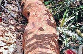 മുട്ടില്‍ മരംമുറി : അന്വേഷണം വഴിതെറ്റിക്കാന്‍ ശ്രമിച്ചു ; ഫോറസ്റ്റ് കണ്‍സര്‍വേറ്റര്‍ എന്‍ ടി സാജനെ സസ്‌പെന്‍ഡ് ചെയ്യാന്‍ ശുപാര്‍ശ