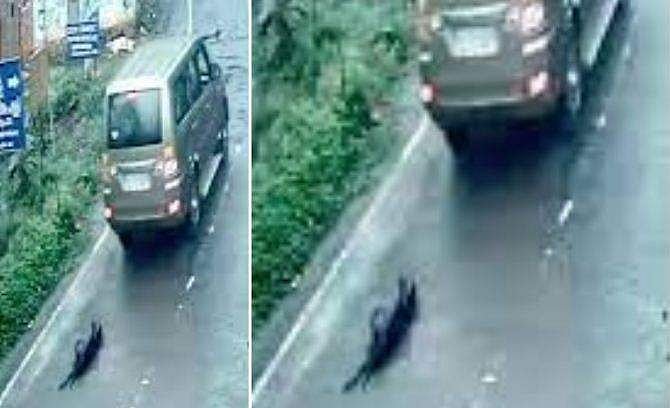 കാറിനു പിന്നിൽ കെട്ടിവലിച്ച നായ ചത്തു, അച്ഛൻ വണ്ടിയിൽ നായയെ കെട്ടിയത് അറിഞ്ഞില്ലെന്ന് യുവാവ്; അറസ്റ്റ്