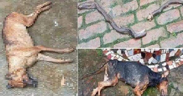 രണ്ട് മണിക്കൂർ ഏറ്റുമുട്ടി വിഷപ്പാമ്പിനെ രണ്ട് കഷ്ണമാക്കി; പക്ഷെ ഷേരുവും കോകോയും ഇനിയില്ല 