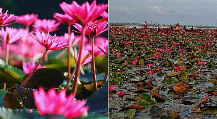 സഞ്ചാരികളേ ഇതിലേ...; മലരിക്കല്‍ ആമ്പല്‍ വസന്തം ഒരുങ്ങി ; ഉദ്ഘാടനം നാളെ ; പ്രവേശനം ഇങ്ങനെ....