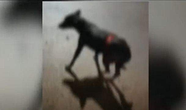 അറവുകാരന്‍ നായയെ വെട്ടി; രക്തമൊലിപ്പിച്ച് നെട്ടോട്ടം; നാട്ടുകാര്‍ യുവാവിനെ പൊലീസില്‍ ഏല്‍പ്പിച്ചു