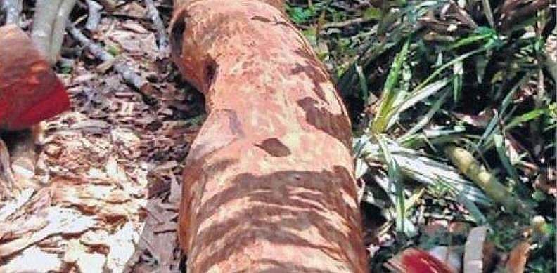 മുട്ടിൽ മരംമുറി; കേസ് അട്ടിമറിക്കാൻ ആസൂത്രിത ശ്രമം; സാജനെതിരെ ഗുരുതര കണ്ടെത്തലുകൾ