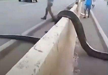 തിരക്കേറിയ റോഡ് മുറിച്ച് കടന്ന് കൂറ്റന്‍ അനാക്കോണ്ട; കാഴ്ചക്കാരായി യാത്രക്കാര്‍, അമ്പരപ്പ് -വീഡിയോ 