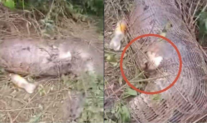 പുല്ലു മേഞ്ഞുനിന്ന പശുവിനെ മുഴുവനായി അകത്താക്കി; വയർ കീറി ചത്ത് കൂറ്റൻ പെരുമ്പാമ്പ്, വിഡിയോ 
