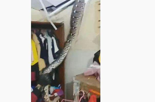 വീടിന്റെ മേല്‍ക്കൂരയില്‍ 'ഒളിച്ചിരുന്ന്' കൂറ്റന്‍ പാമ്പ്, പിടിച്ചപ്പോള്‍ സീലിങ് തകര്‍ത്തു- വീഡിയോ